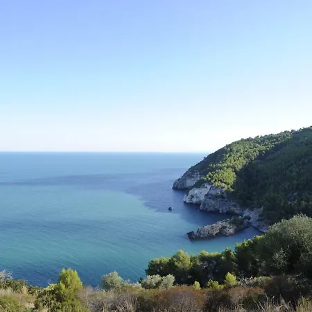 Ulivi
